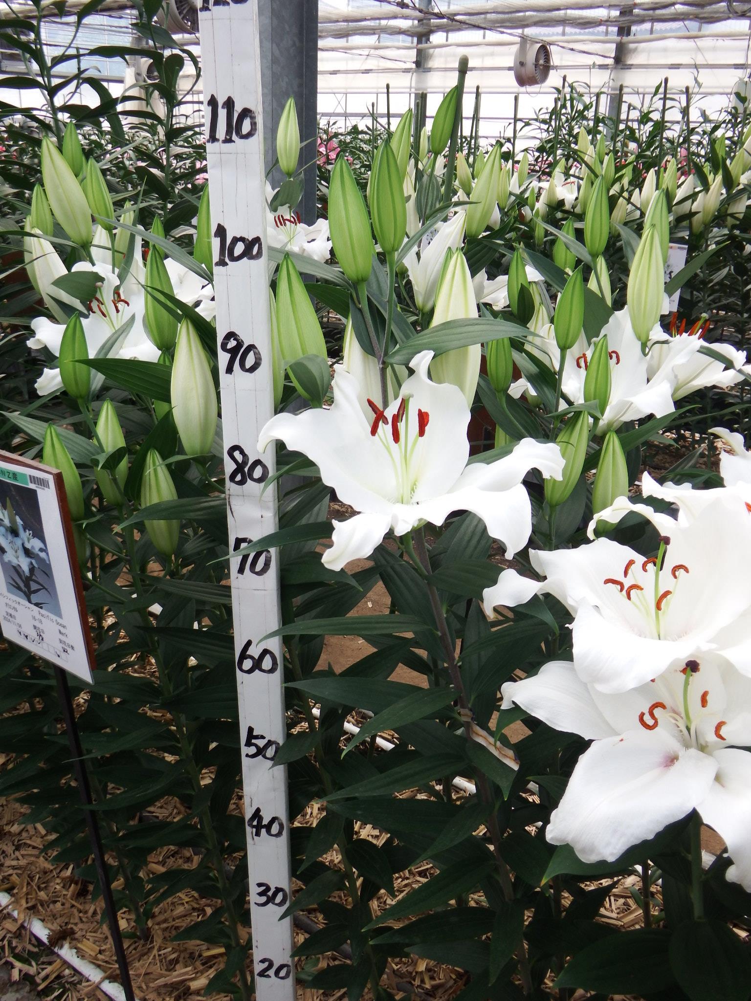 パシフィックオーシャン